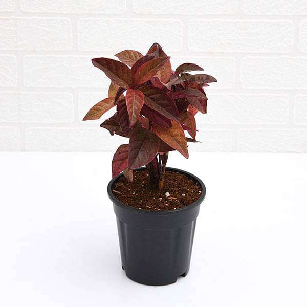 eranthemum red - plant