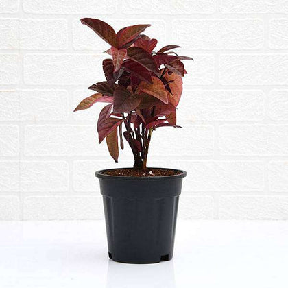 Buy Eranthemum Red