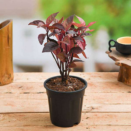 er plant Buy Eranthemum Red