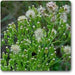 erigeron canadensis - plant