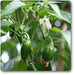 ethiopian pepper - plant