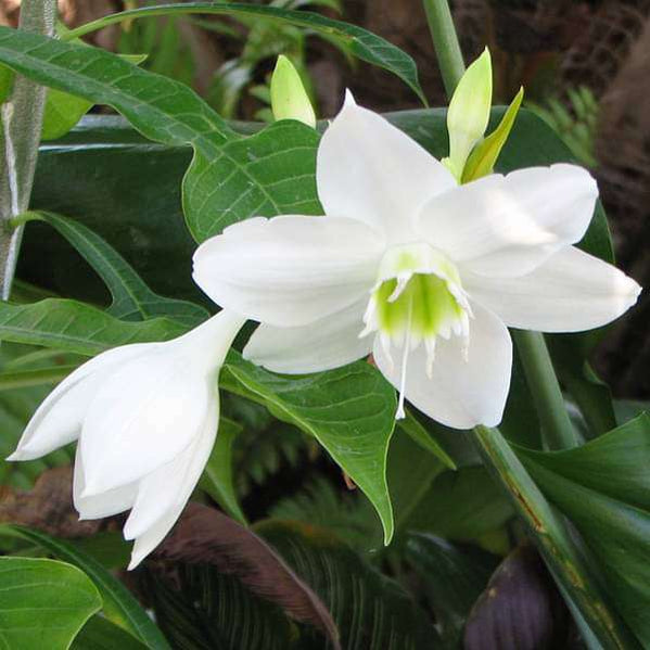 Buy Lily Plant online from Nurserylive at lowest price.