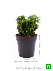 pedilanthus - plant