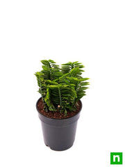 pedilanthus - plant