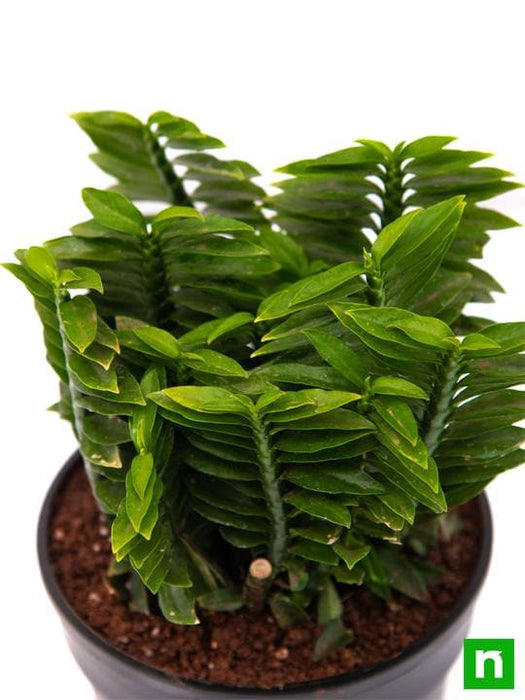 pedilanthus - plant