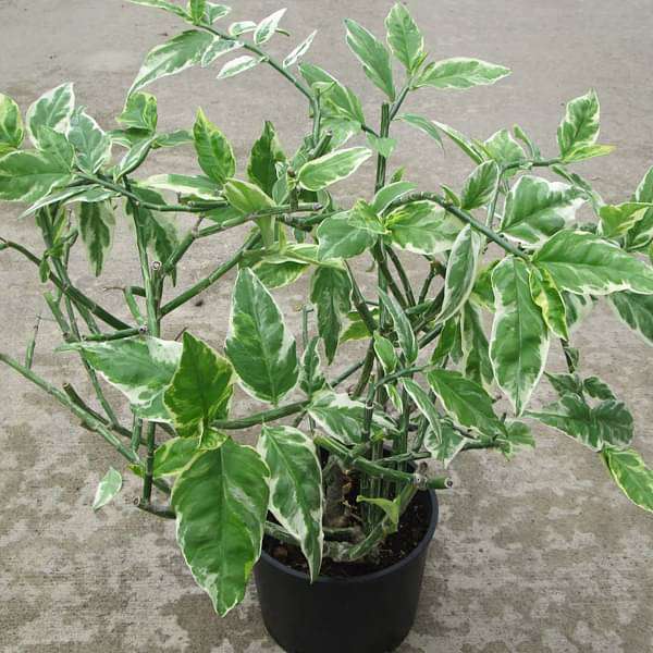 Buy Pedilanthus, Euphorbia tithymaloides (Variegated)