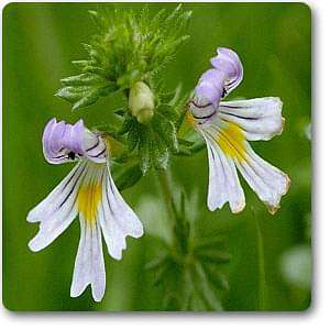 eyebright plant seeds Buy Eyebright