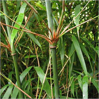 sacred bamboo - plant