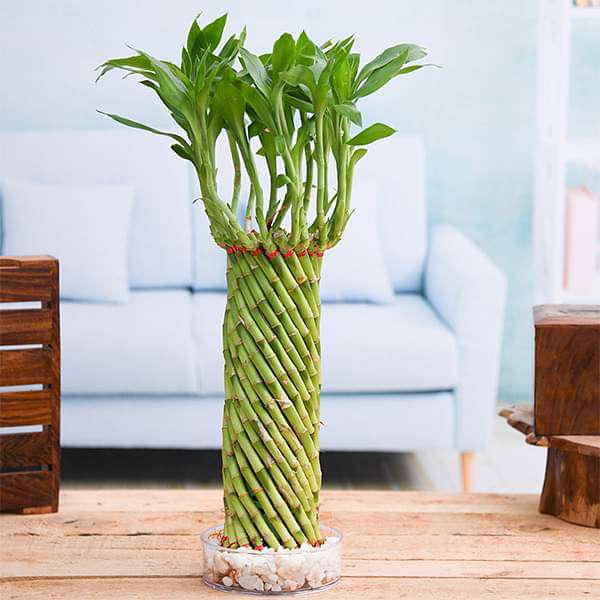 lucky bamboo price Buy Fengshui Wheel Arrangement Lucky Bamboo in a Bowl with Pebbles online from Nurserylive at lowest price