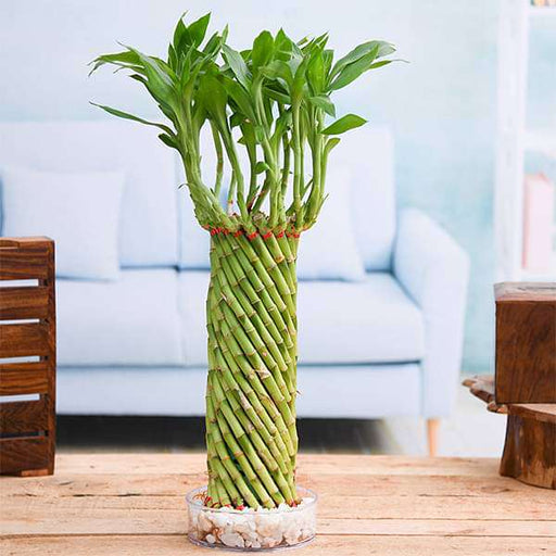 feng shui lucky bamboo plant direction Buy Fengshui Wheel Arrangement Lucky Bamboo in a Bowl with Pebbles online from Nurserylive at lowest price