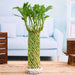 fengshui wheel arrangement lucky bamboo in a bowl with pebbles - plant