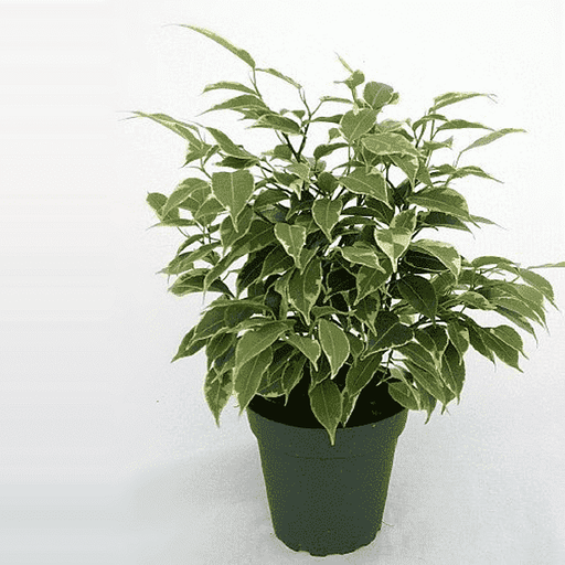 ficus benjamina variegata - plant