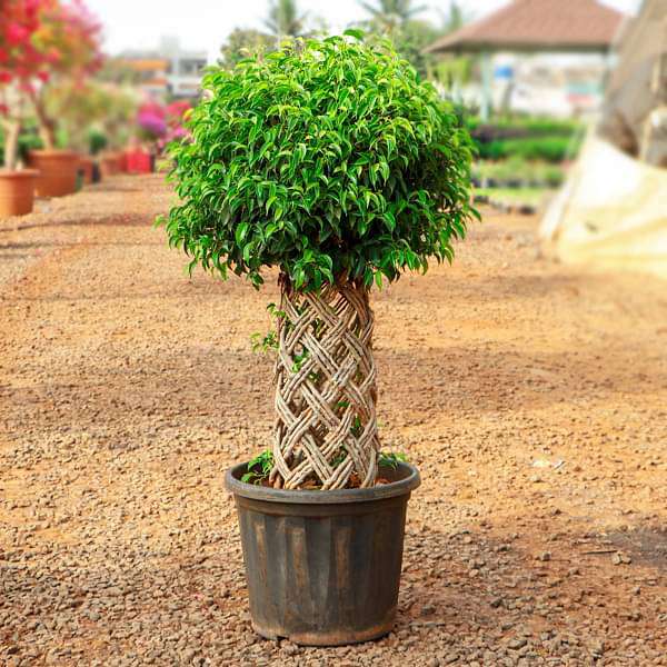braided bonsai tree Buy Ficus Bonsai Round Braided Arrangement