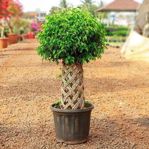 ficus bonsai round braided arrangement - plant