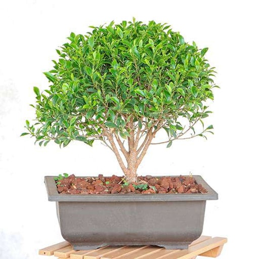 ficus microcarpa bonsai - plant