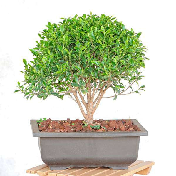 Buy Bonsai Plants online from Nurserylive at lowest price.