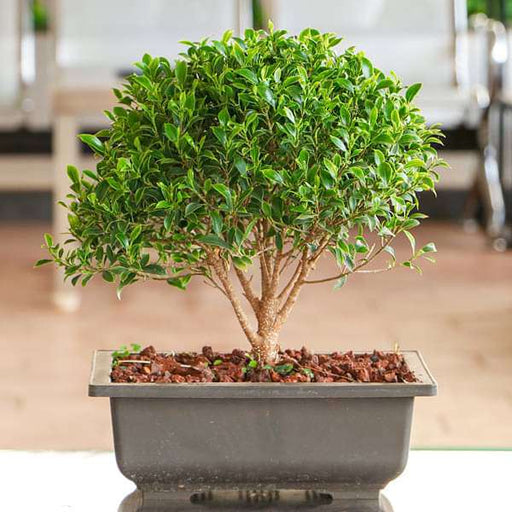 bonsai tree price in chennai Buy Ficus microcarpa Bonsai- Plant online from Nurserylive at lowest price