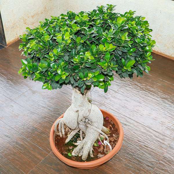 ficus panda bonsai - plant