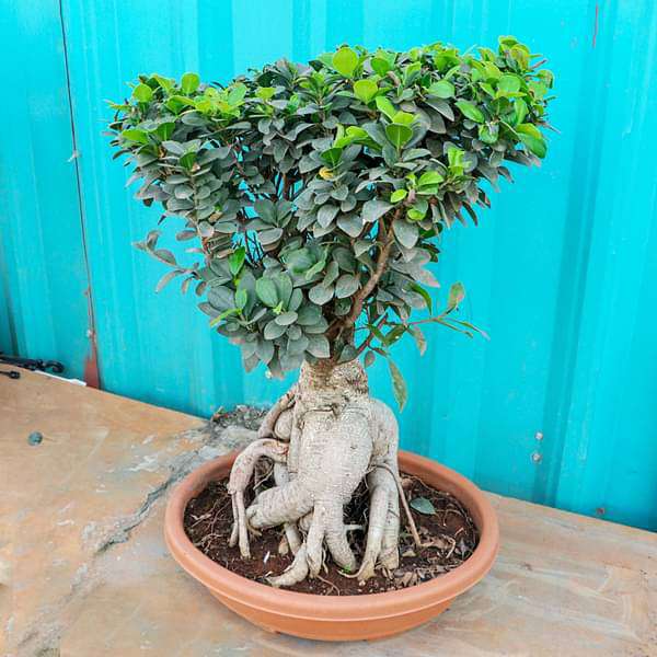 ficus panda bonsai - plant