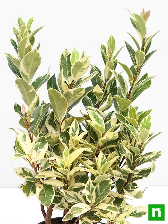 ficus safari - plant