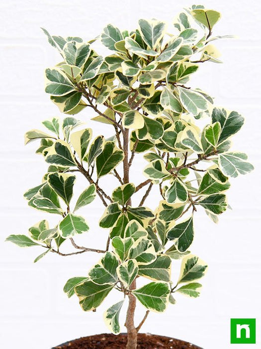 ficus triangularis variegata - plant