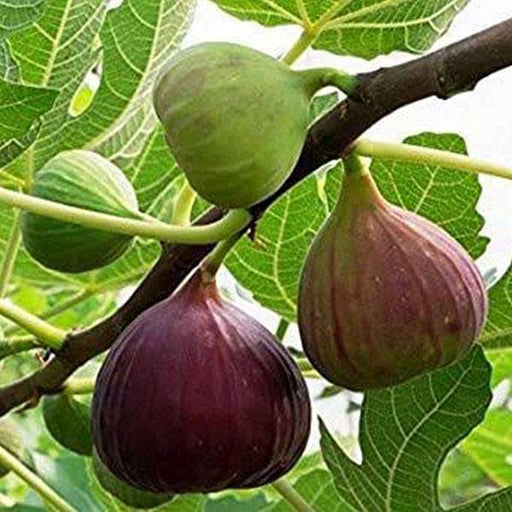 Buy fruit and vegetable plants online (fruit vegetable, fruit vegetable plants, plants online, provide detailed) Buy fruit and vegetable plants online