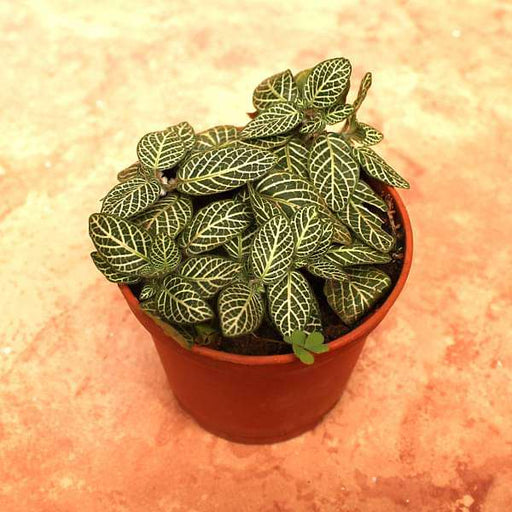 fittonia albivenis - plant