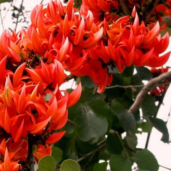 flower of madhya pradesh - plant