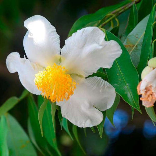 flower of tripura - plant