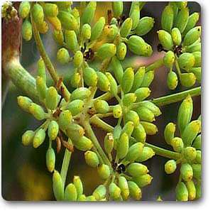 foeniculum vulgare - plant