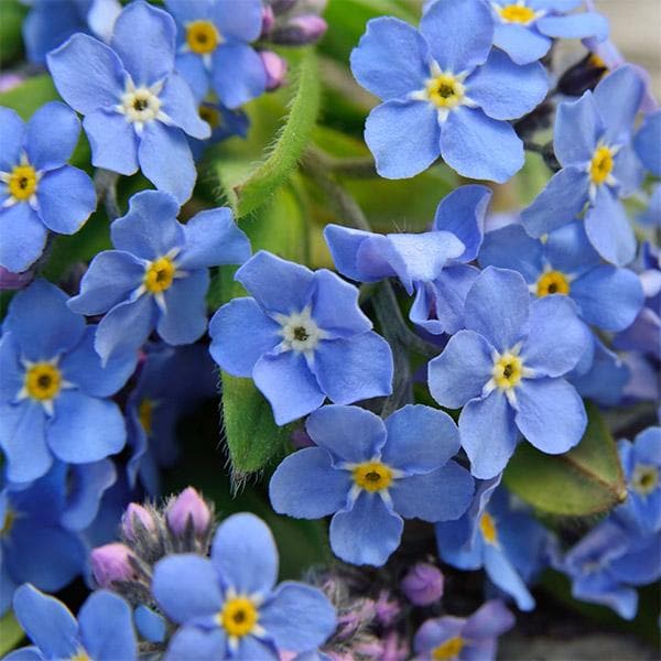 forget me not - plant