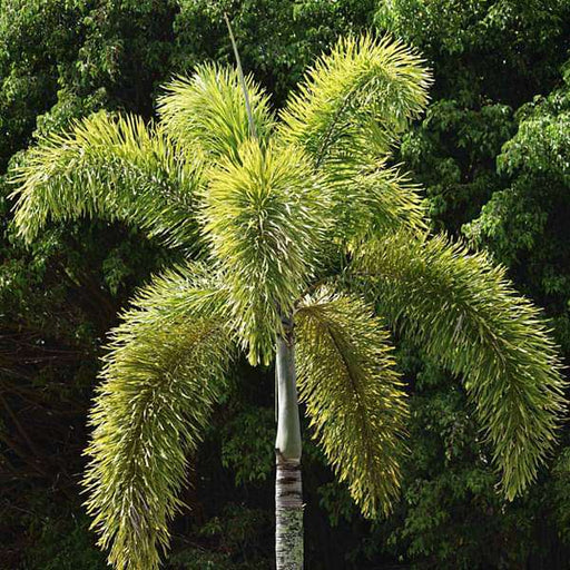 fox tail palm - plant