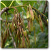 fraxinus americana - plant