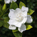 gardenia dwarf - plant