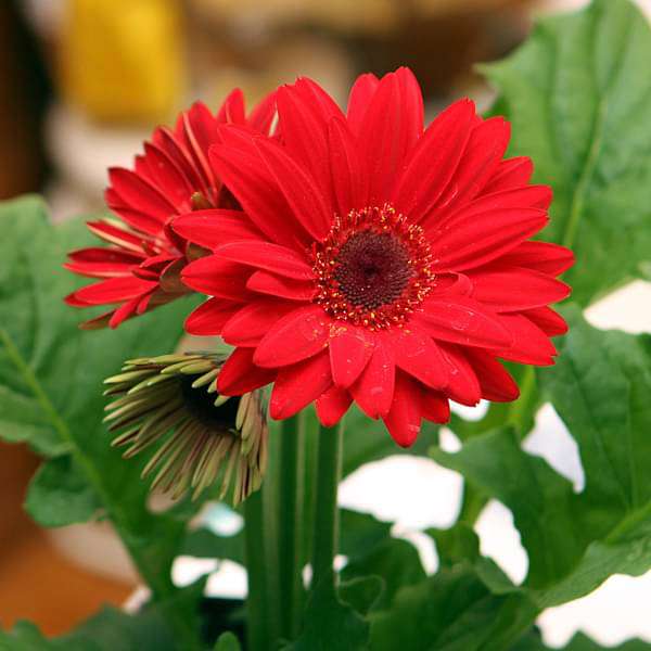 Buy Gerbera (Red) - Plant Online From Nurserylive At Lowest Price.