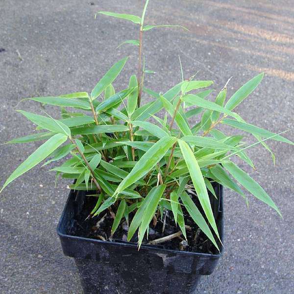 giant cane - plant