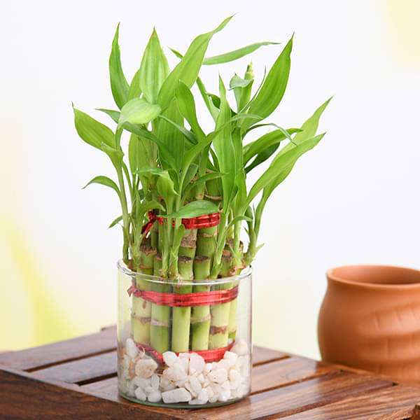 gift 2 layer lucky bamboo in a round glass vase for prosperity - plant