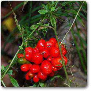 ginseng american - plant