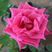 gladiator rose (dark pink) - plant