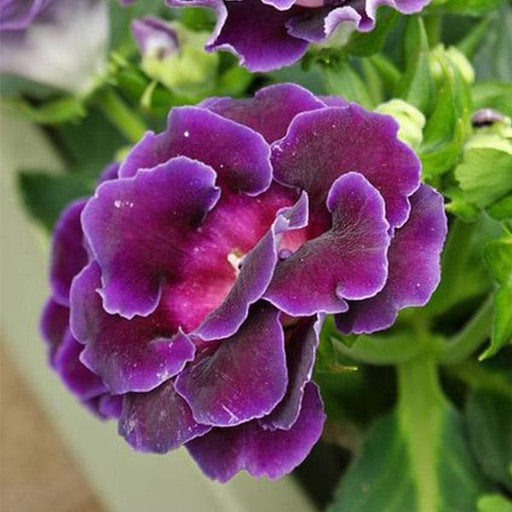 gloxinia (purple) - plant