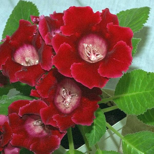 gloxinia (red) - plant