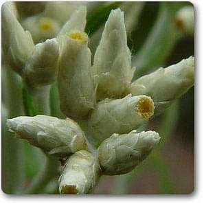 gnaphalium obtusifolium - plant