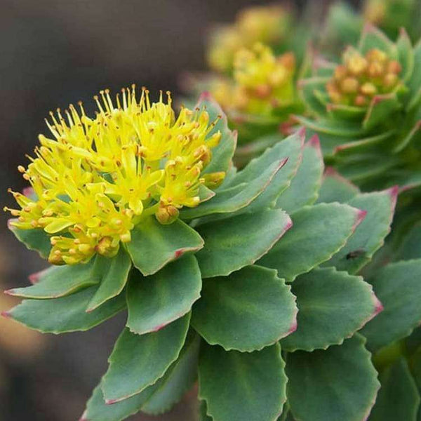 rosea succulent Buy Golden Root, Rhodiola rosea