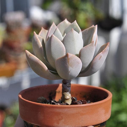 douglas huth succulent Buy Graptoveria Douglas Huth