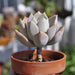 graptoveria douglas huth - plant