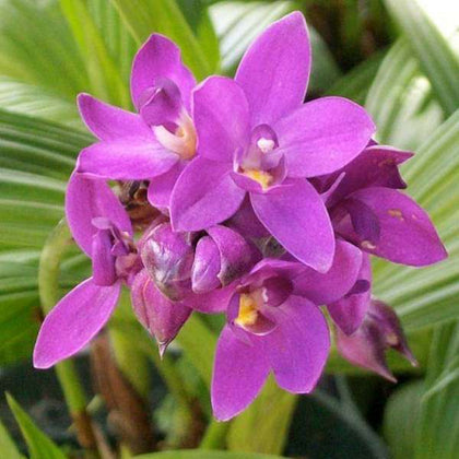 Buy Ground Orchid, Spathoglottis Plicata (Purple)