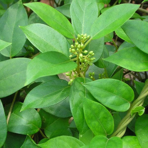 gymnema sylvestre - plant