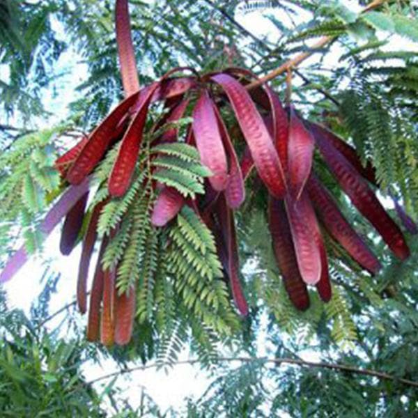 Buy Anjan, Hardwickia Elliptica - Plant online from Nurserylive at ...