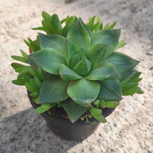 Buy Haworthia cymbiformis,Cathedral Window Haworthia