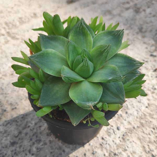 haworthia cymbiformis succulent Buy Haworthia cymbiformis,Cathedral Window Haworthia